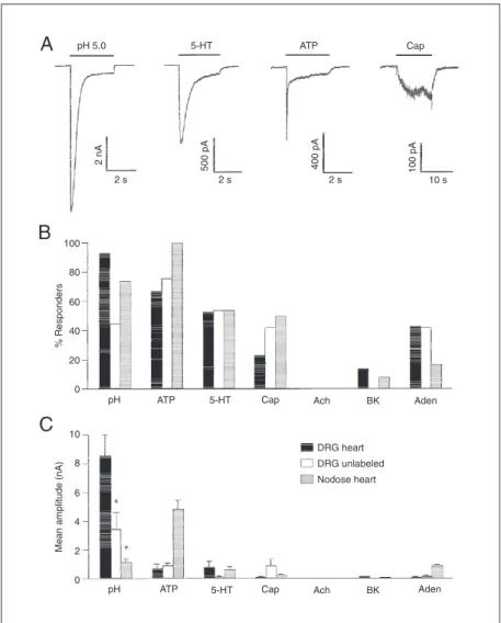 Figure 3. High levels of acid-sensing ion channel expression in cardiac sensory neurons