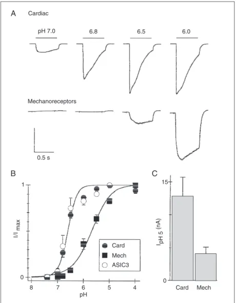 Figure 4. Labeled cardiac dorsal root ganglion neurons have highly sensitive acid-sensing ion channels (ASICs) which are similar to ASIC3 and distinct from those expressed by mechanoreceptors from the mesencephalic nucleus of the trigeminal nerve