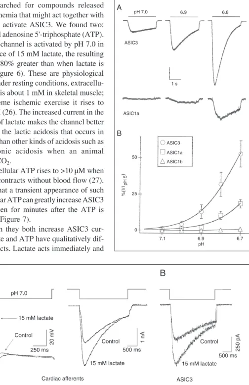 Figure 5. Acid-sensing ion chan- chan-nel 3 (ASIC3) opens at ischemic pH.  A, Currents evoked from cells expressing either ASIC3 or ASIC1a by steps to pH 7.0, 6.9, and 6.8