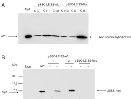 Figure 2. Secretion analysis of Streptomyces tendae antifungal protein 1 (Afp1) in Lactococcus lactis