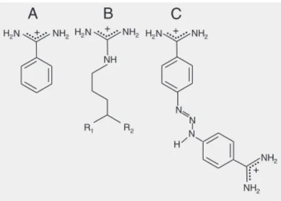 Figure 1. Structures of benzami- benzami-dine (A), side chain of arginine (B) and berenil (C).
