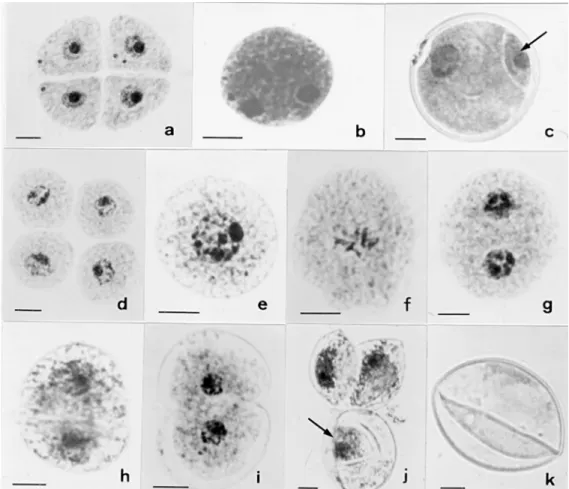 Figure 1. Pollen development in Brachiaria jubata (BRA 007820).