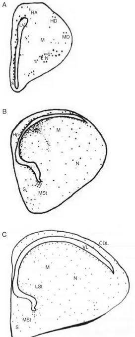 Figure 1. Schematic drawing of coronal sections of the chick embryo telencephalon showing the location of lectin-reactive cells (points)