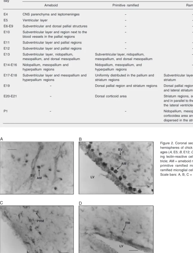 Table 2. Distribution and lifespan of microglial cells in different areas of the cerebral hemispheres of chick embryos and neonatal chicks