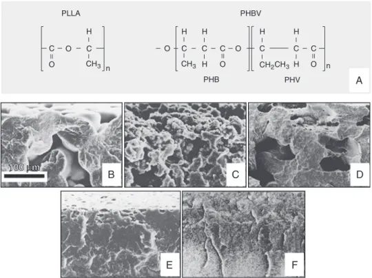 Figure 1. Morphology and elec- elec-tron micrographs of PLLA/PHBV blends.  A, Structure of PLLA and PHBV