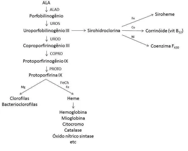 Figura 2. Biossíntese dos tetrapirróis. ALAD = δ-aminolevulínico desidratase; UROS =  uroporfirinogênio  III  sintase;  UROD  =  uroporfirinogênio  descarboxilase;  COPRO  =  coproporfirinogênio oxidase; PROTO = protoporfirina oxidase; FeCh = ferroquelatas