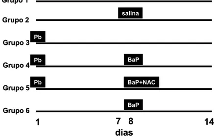 Figura  4.  Diagrama  representando  o  desenho  experimental  da  etapa  3  do  projeto,  indicando os dias em que cada um dos compostos (Pb e benzopireno) foi adicionado  nos  aquários,  e/ou  N-acetilcisteína  injetado  nos  peixes