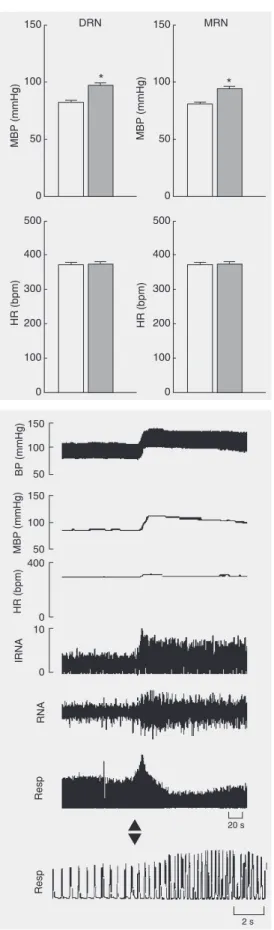 Figure 1. Effect of L-glutamate (L-Glu; 0.18 M/50 nl)  microin-jected into the DRN (N = 41) and MRN (N = 36) on mean blood pressure (MBP) and heart rate (HR) in anesthetized rats