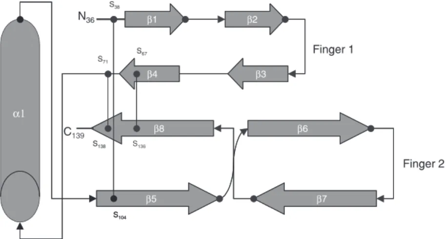 Figure 1. Schematic diagram of bone morphogenetic protein 7 (OP-1/BMP-7). The mono- mono-mer is stabilized by three disulfide bonds, i.e., Cys-67-Cys-136 and Cys-71-Cys-138 forming a ring through which the third, Cys-38-Cys-104, passes