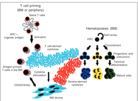 Figure 1. Model of “adaptive” T cell-instructed hematopoiesis. T cells are primed by the cognate antigen and reach the bone marrow, where they can help hematopoiesis by i) direct cytokine production; ii) inducing cytokine production by the bone marrow stro