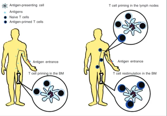 Figure 2. Dynamics of bone mar- mar-row T cell priming. The antigen could use the intravenous route to reach the bone marrow and prime specific T cells directly in the bone marrow (left)