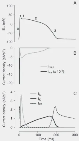 Figure 1. Action potential (AP) and ion currents in a rabbit  ven-tricular myocyte. A, AP  wave-form, in which phases zero (upstroke), 1 (early  repolariza-tion), 2 (plateau), and  3 (late repolarization) are indicated