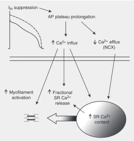 Figure 2. How lengthening of the action potential (AP) plateau by transient outward current (I to ) suppression may affect excitation-contraction coupling in mammalian cardiac  myo-cytes