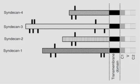 Figure 1. Schematic representation of mammalian syndecans. The proteins are aligned at the signal peptides and the transmembrane domains, leaving gaps in the ectodomains