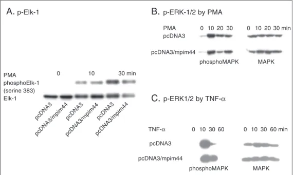 Figure 3. Pim-1 does not affect the phosphorylation and activation of ERK and Elk-1. A, Pim-1 does not inhibit the phosphorylation of Elk-1 at Ser383