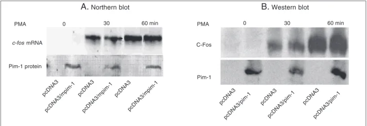 Figure 5. Pim-1 inhibits NFκB ac- ac-tivity in a reporter assay but not in electrophoretic mobility shift assay