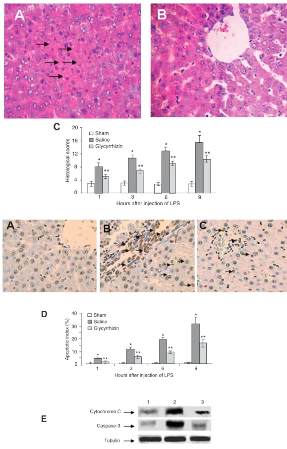 Figure 4. Histological analysis of the liver. Representative  photo-graphs (400X magnification) of liver sections taken 6 h after  in-jection of lipopolysaccharide (LPS) from partially  hepatecto-mized rats, which were treated with saline (A) or glycyrrhiz