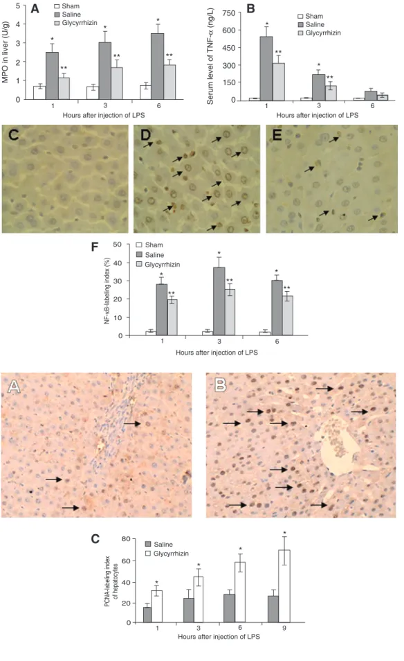 Figure 6. Glycyrrhizin inhibits the inflammatory reaction. At the  in-dicated times after LPS injection, liver (for MPO) and serum (for TNF- α ) samples were collected from partially hepatectomized rats, which were pre-treated with saline or glycyrrhizin