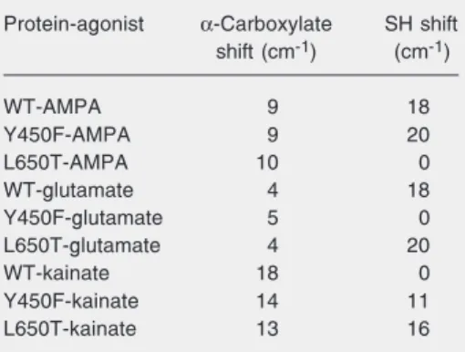 Table 1. Shift in the frequency of the asymmetric α-carboxylate vibration for the agonist bound to the GluR2-S1S2 wild-type (WT), L650T, and Y450F proteins relative to the frequency in buffer and of the Cys 425 S-H stretching vibration in the agonist-bound