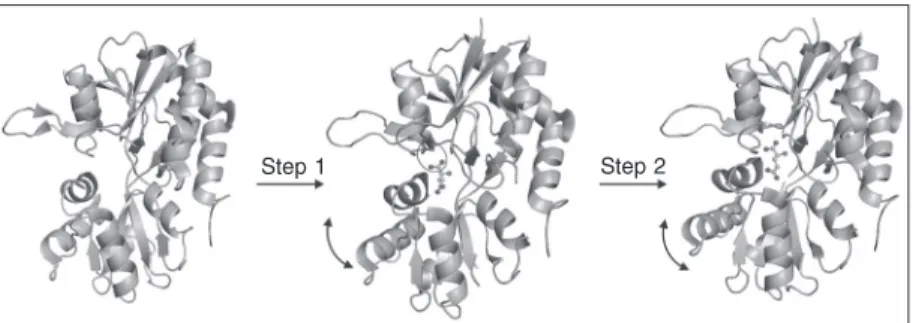 Figure 4. Schematic representation of the structural changes associated with the two-phase ligand-binding process for the GluR2-S1S2 domain binding to glutamate