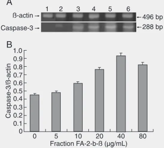 Figure 5. RT-PCR assays of caspase-3 mRNA of HL-60 cells (1 x 10 5  cells/mL) treated with fraction FA-2-b-ß