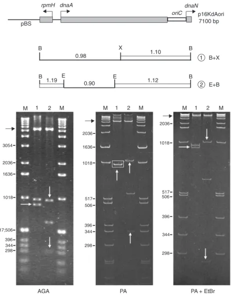 Figure 1. Analysis of the electrophoretic mobility of the oriC chromosomal  seg-ment from Xylella fastidiosa 9a5c