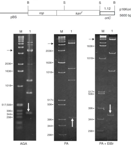 Figure 2. Electrophoretic mobility analysis of the Xylella fastidiosa oriC. The restriction map of the p16Kori clone is at the top