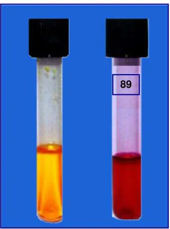 Figura 6. Teste rápido de urease. Teste positivo no animal 89, observado pela  mudança da coloração alaranjada  do meio de inoculação para  coloração arroxeada