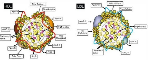 Figure  3.  Schematic  of  high  density  lipoproteins  (HDL)  and  low  density  lipoproteins  (LDL)  structure