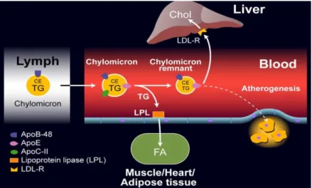 Figure 5. Schematic representation of endogenous cholesterol transport pathway. 47