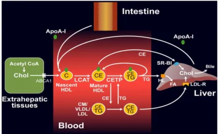 Figure 6. Schematic representation of reverse cholesterol transport pathway. 47