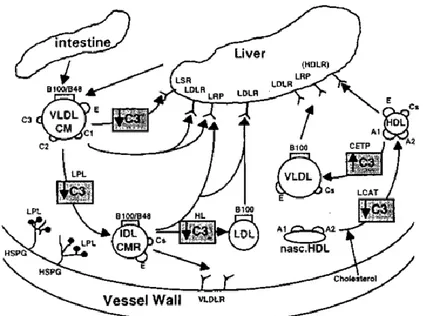 Figure  9.  Representation  APOC3  effects  in  lipoprotein  metabolism  pathways.  APOC3  can  modulate  enzymes  that  are  involved  in  cholesterol  transport  from  extrahepatic  tissues  to  the  liver