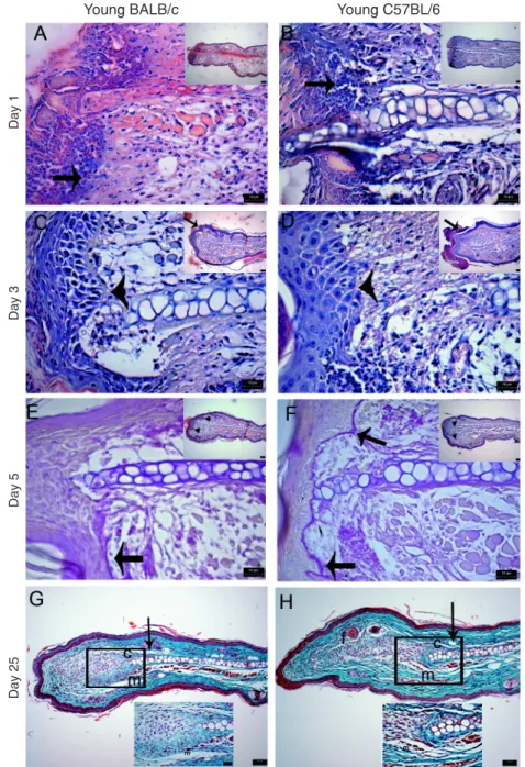 Figure  1.  Histological  analysis  of  the  wound  healing  process  in  the  ear  of  BALB/c  and  C57BL/6  mice  after  exci  -sional lesion with a thumb punch