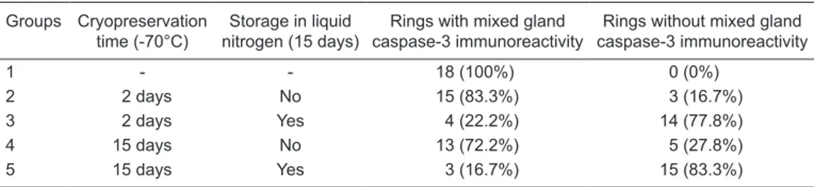 Figure 7. Caspase-3 immunoreactivity in tracheal mixed glands  with  severe  epithelial  involvement  (AEC-hematoxylin,  40X)