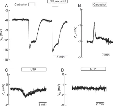 Figure 1. Calcium-activated chloride secretion in mouse colon. The traces  show continuous recordings of transepithelial potential difference (V te ) taken  from  stripped  tissues  mounted  in  Ussing  chambers  under  current-clamp  conditions