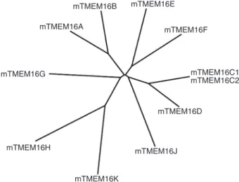 Figure 3. PCR detection of mRNAs for TMEM16 family members in colonic tissue. Colonic epithelium was stripped of its muscle layers  and mRNA was isolated and reverse transcribed (59)