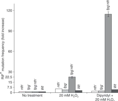 Figure 1. Mutagenesis of  Escherichia coli cultures exposed to dipyridyl  and H 2 O 2 