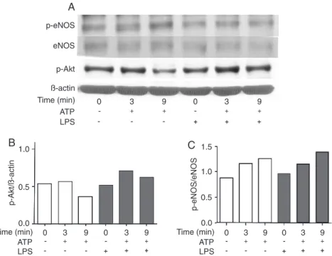 Figure 7. Phosphorylated proteins in a pool of 3 aortae after ATP incubation. A, Western blots of endothelial nitric oxide synthase  (eNOS), β-actin and phosphorylated proteins (p-eNOS and p-Akt)