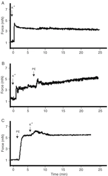 Figure 2. Role of the endothelium in oscillations of small mesen- mesen-teric arteries