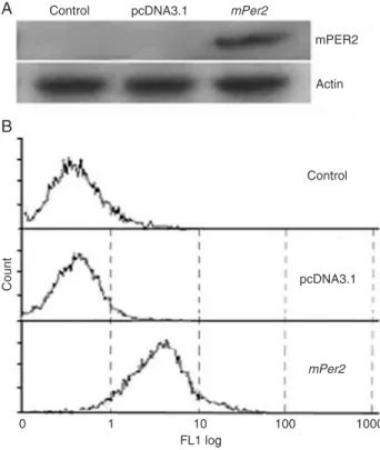 Figure 6). mPER2 dramatically increased the clonogenic  survival of irradiated NIH 3T3 cells