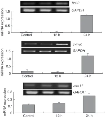 Figure 8. RT-PCR analysis of mouse bax, bcl-2, p53, c-myc, rad50, mre11,  and nbs1 genes (RT-PCR electropherogram and integral optical density ratio  results)