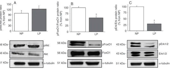 Figure 3.  Protein ratio of A, phosphorylated serine-threonine protein kinase (pAkt)/Akt, of B, phosphorylated forkhead-O1 (pFoxO1)/