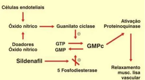 FIGURA  1.  Mecanismo  de  ação  de  um  inibidor  da    PDE5  (sildenafil).  (GTP: 