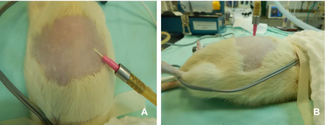 FIGURA  4.    Rato  anestesiado  com  punção  abdominal  com  cateter  20G,  acoplado ao insuflador e pneumoperitôneo instalado (A e B)