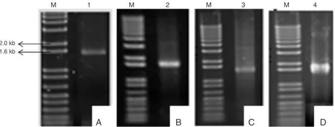 Figure 1. Confirmation of the intra- and extracellular constructs for L1 expression by PCR