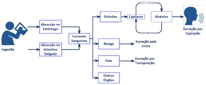 Figura 3.3 – Representa¸c˜ ao esquem´ atica do processo de transporte de etanol pelo corpo, desde a ingest˜ ao at´e ` a excre¸c˜ ao.