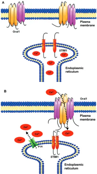 Figure 1. Ca 2+  entry pathways can be mediated by Orai1, by ac- ac-tivation of STIM1