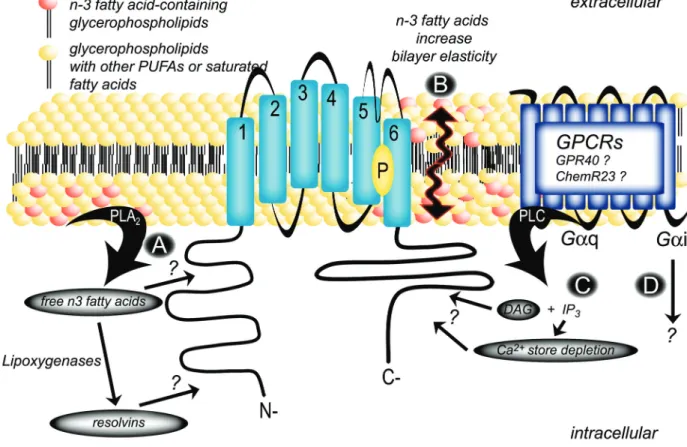 Figure 2. Presumptive mechanisms of action of n-3 fatty acids in TRP channels. A, n-3 fatty acids can compete with arachidonic acid  and other lipids for PLA 2 