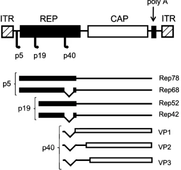 Figure 1. Map of the wild-type adeno-associated virus (AAV) genome. REP and  CAP  genes  flanked  by  inverted  terminal  repeats  (ITR),  three  promoters  (p5,  p19, and p40), four Rep proteins involved in viral replication (Rep78, Rep68,  Rep52, and Rep