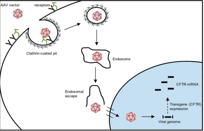 Figure 2.  Cell entry and trafficking of the adeno-associated virus (AAV) vector. The AAV vector enters the cell by endocytosis in a  receptor-mediated manner, through clathrin-coated pits